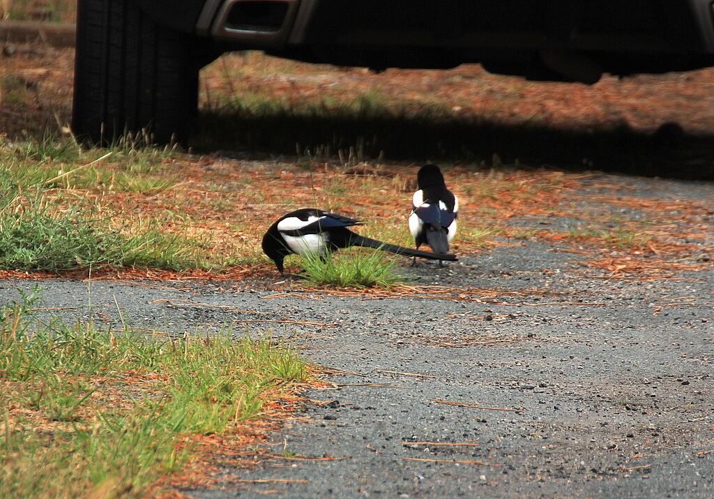 Eurasian Magpie