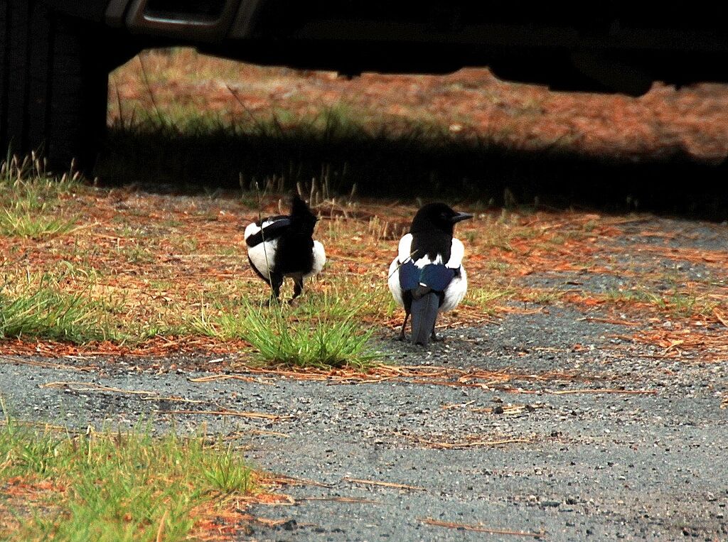 Eurasian Magpie