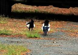 Eurasian Magpie