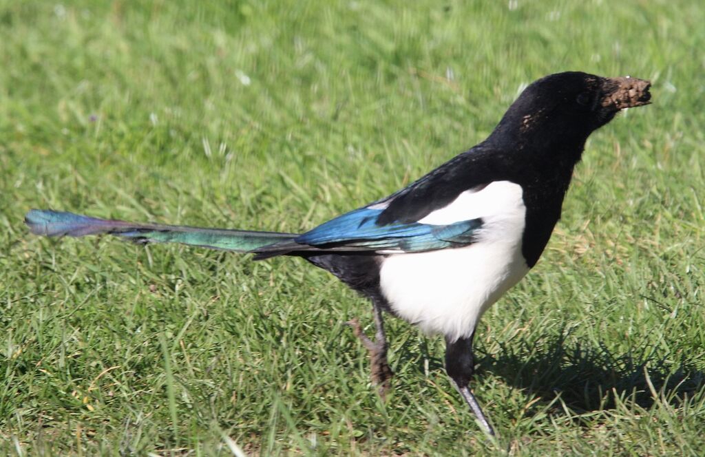 Eurasian Magpie