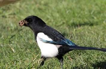 Pie bavarde