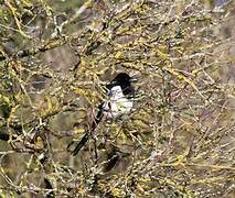 Eurasian Magpie