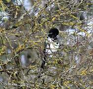 Eurasian Magpie