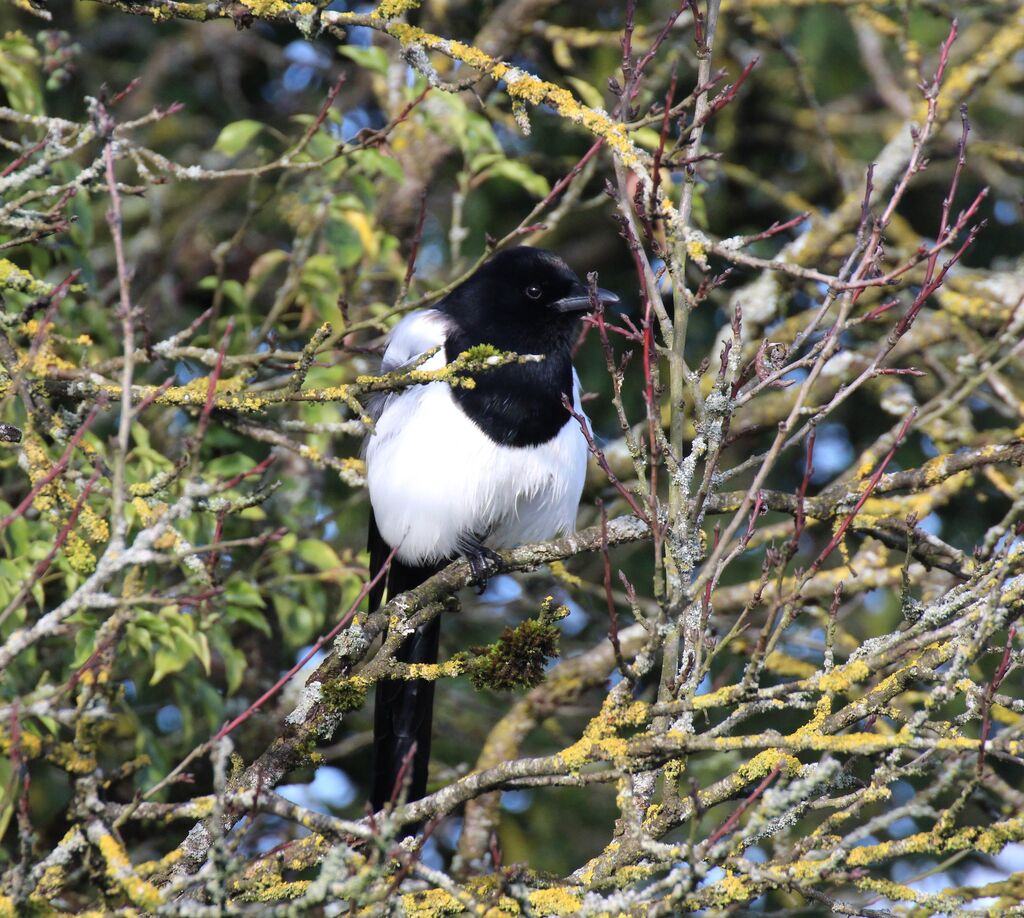 Eurasian Magpie