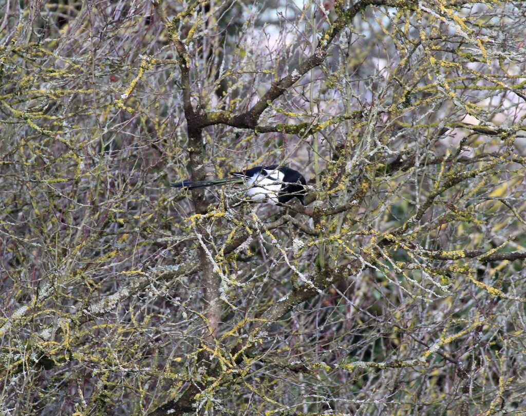 Eurasian Magpie