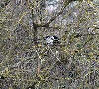 Eurasian Magpie