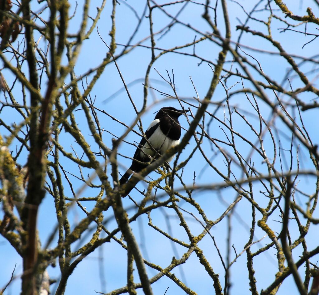 Eurasian Magpie