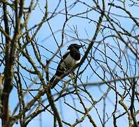 Eurasian Magpie