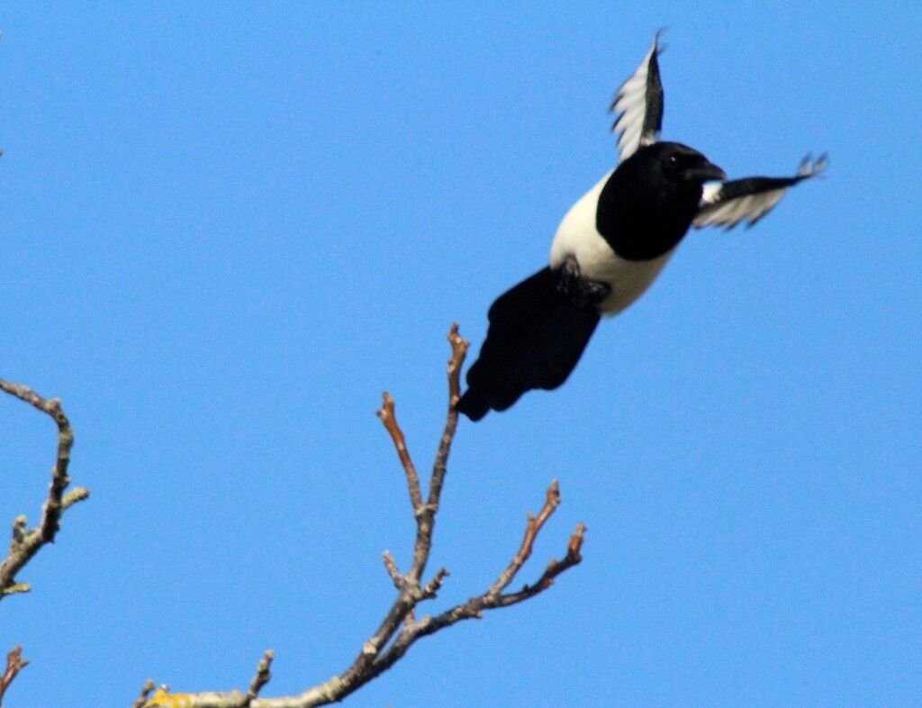 Eurasian Magpie