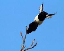 Eurasian Magpie