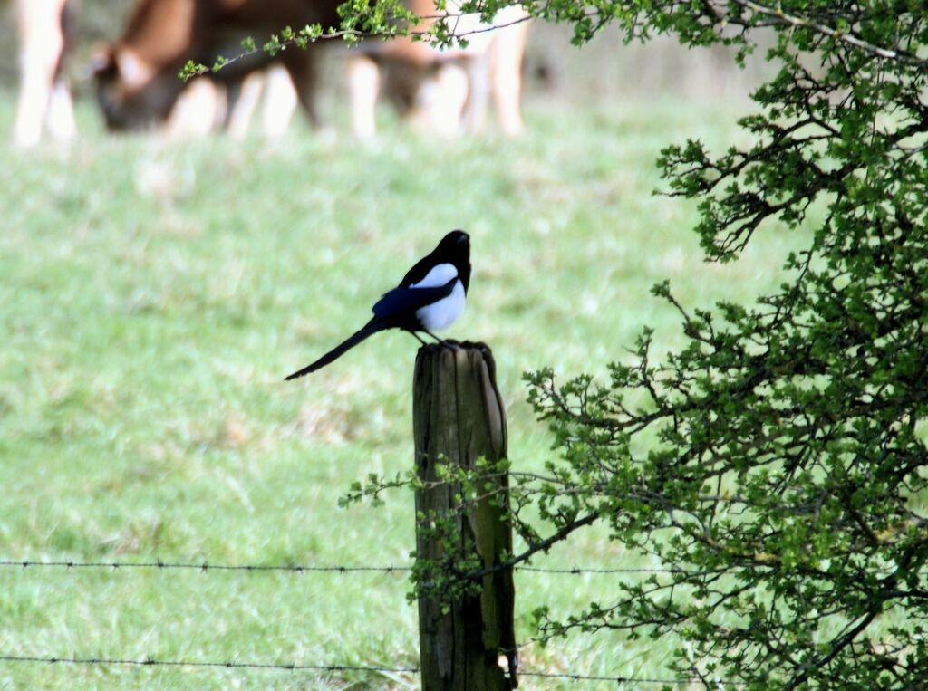 Eurasian Magpie