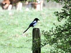 Eurasian Magpie