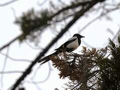 Eurasian Magpie