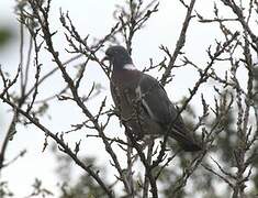 Common Wood Pigeon