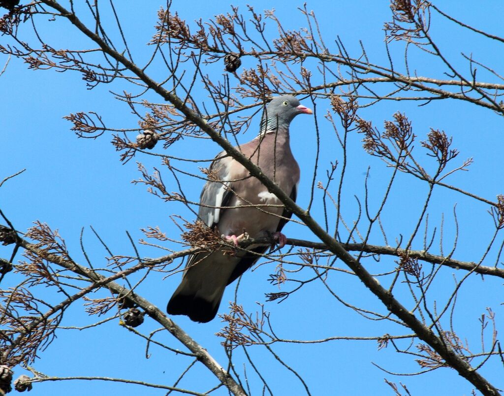 Common Wood Pigeon