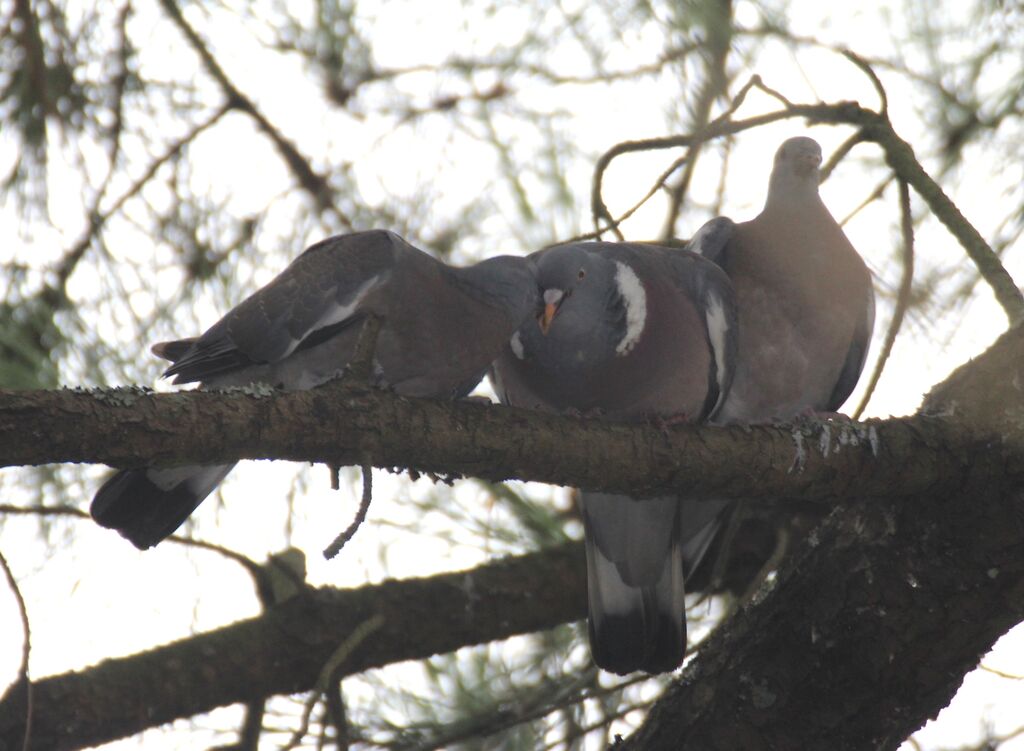 Common Wood Pigeon