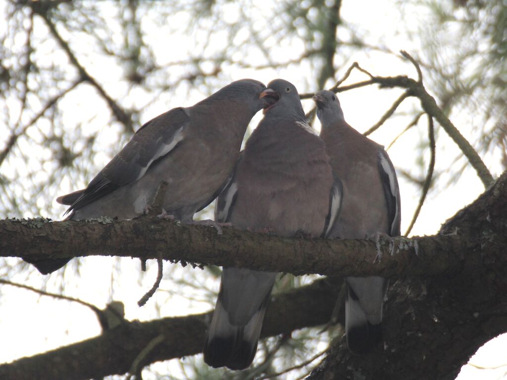 Common Wood Pigeon