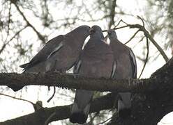 Common Wood Pigeon