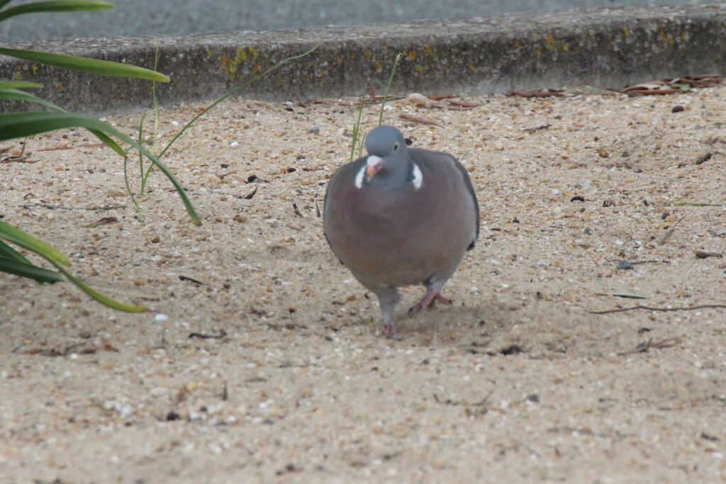 Common Wood Pigeon