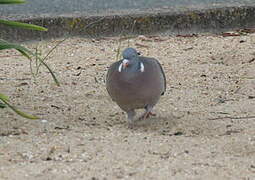 Common Wood Pigeon