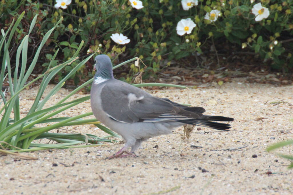 Common Wood Pigeon