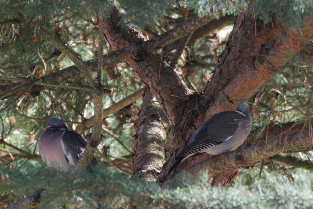 Common Wood Pigeon