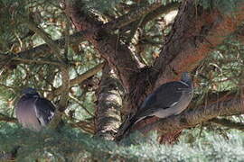 Common Wood Pigeon