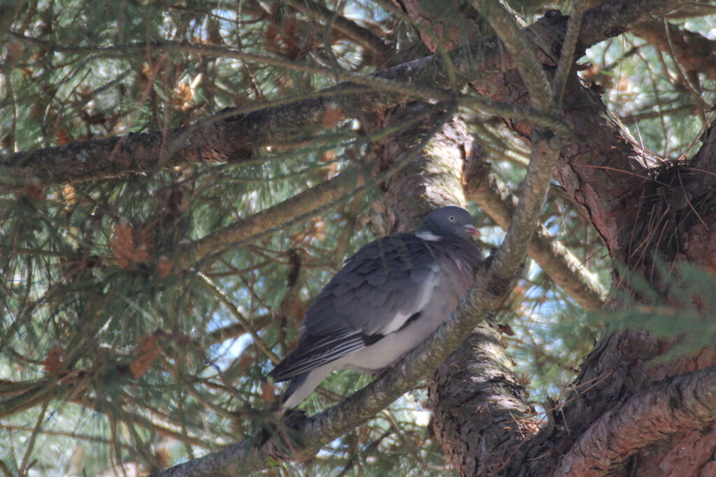 Common Wood Pigeon