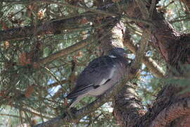 Common Wood Pigeon