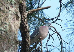 Common Wood Pigeon