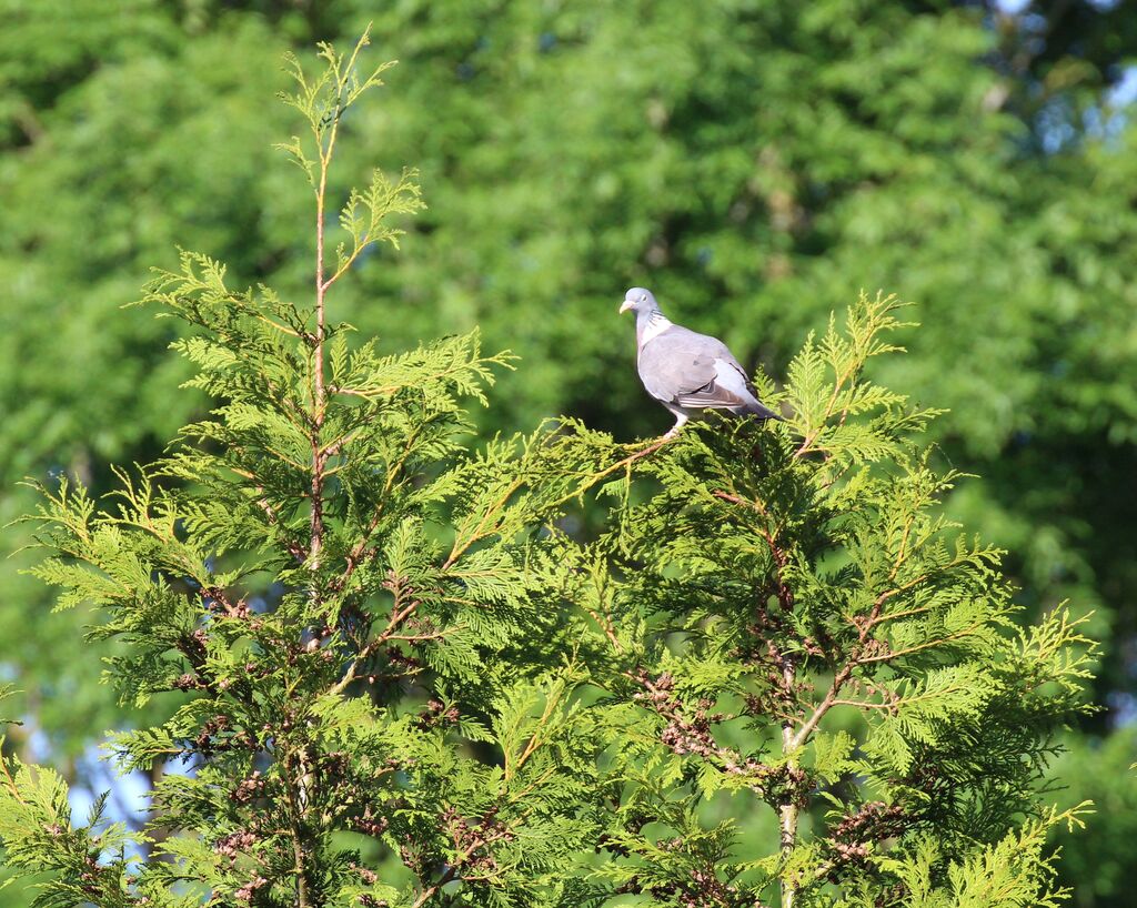 Common Wood Pigeon