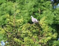 Common Wood Pigeon