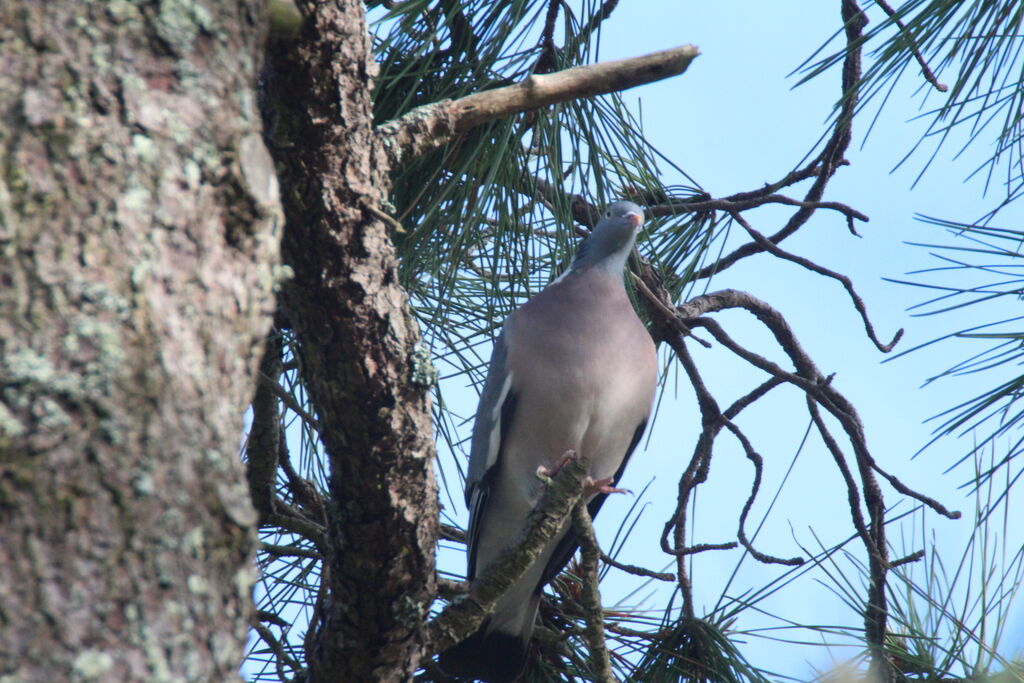 Common Wood Pigeon