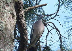 Common Wood Pigeon