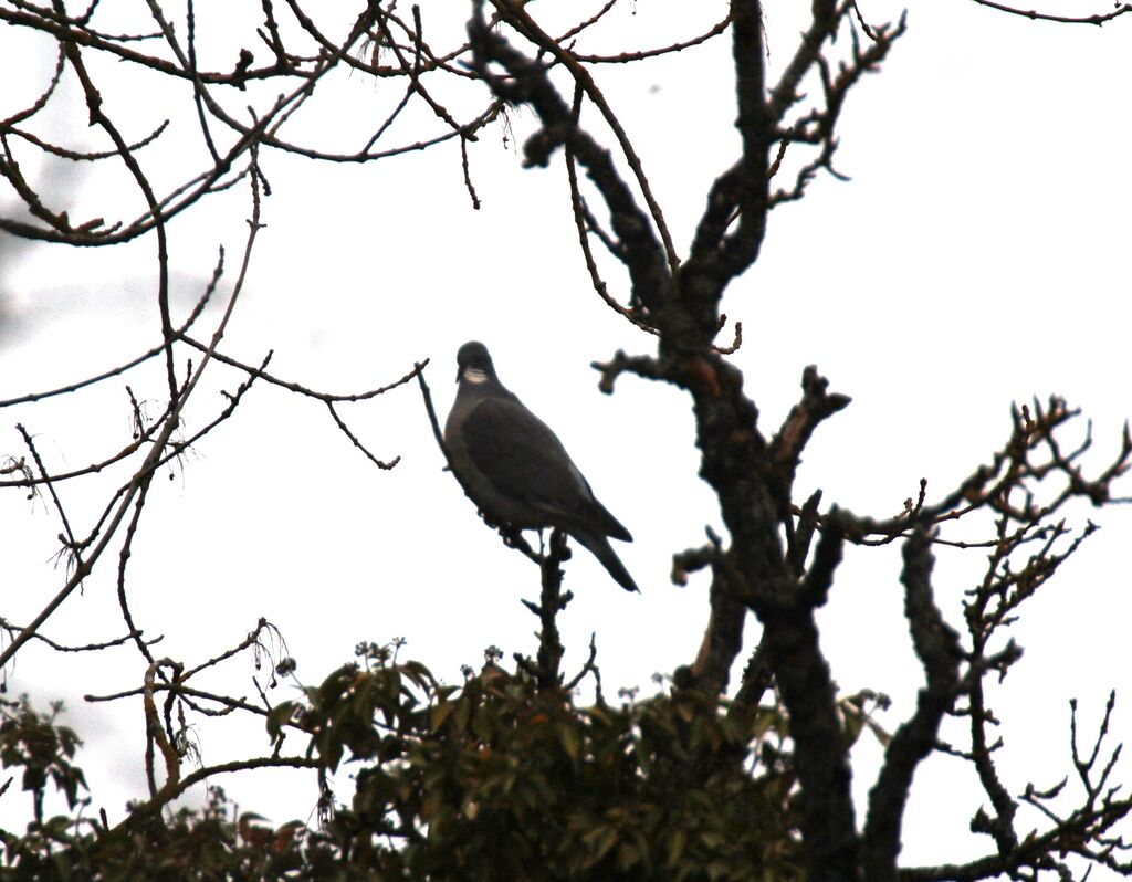 Common Wood Pigeon