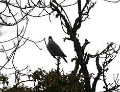 Common Wood Pigeon