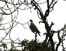 Common Wood Pigeon