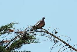 Common Wood Pigeon