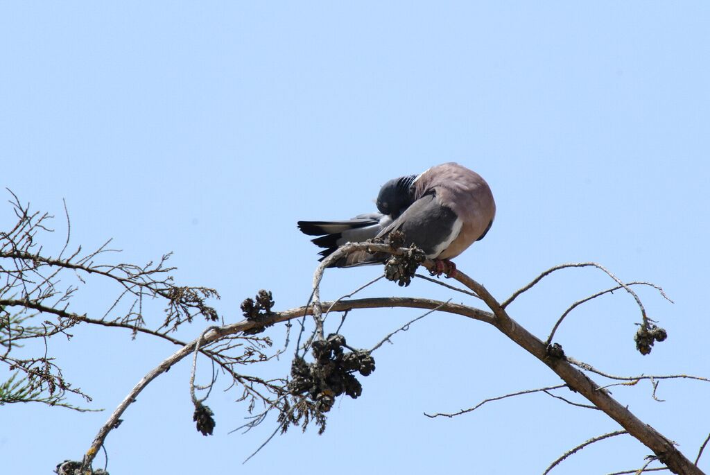 Common Wood Pigeon