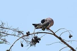 Common Wood Pigeon