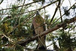 Common Wood Pigeon