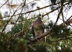 Common Wood Pigeon