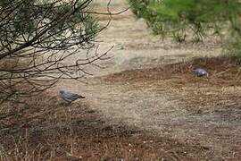 Pigeon ramier