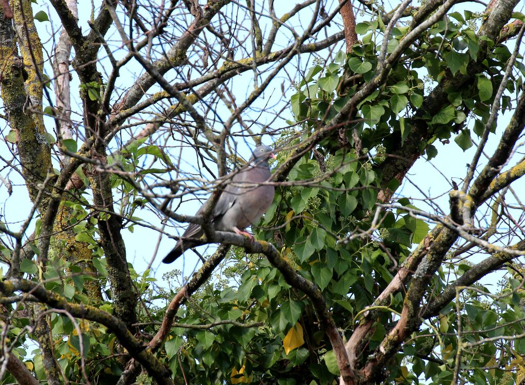 Common Wood Pigeon