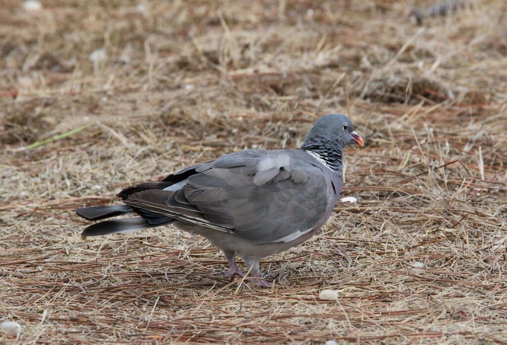 Pigeon ramier