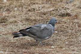 Pigeon ramier