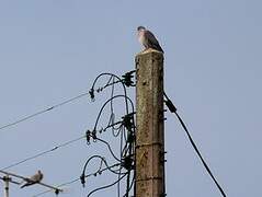 Common Wood Pigeon