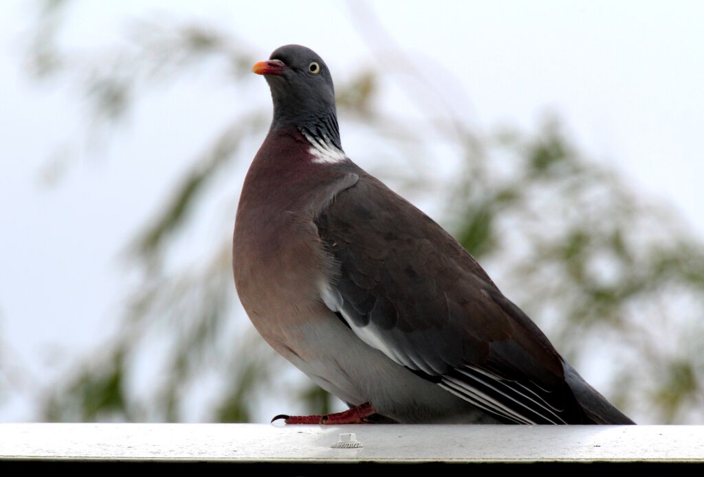 Common Wood Pigeon