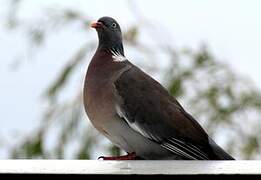 Common Wood Pigeon