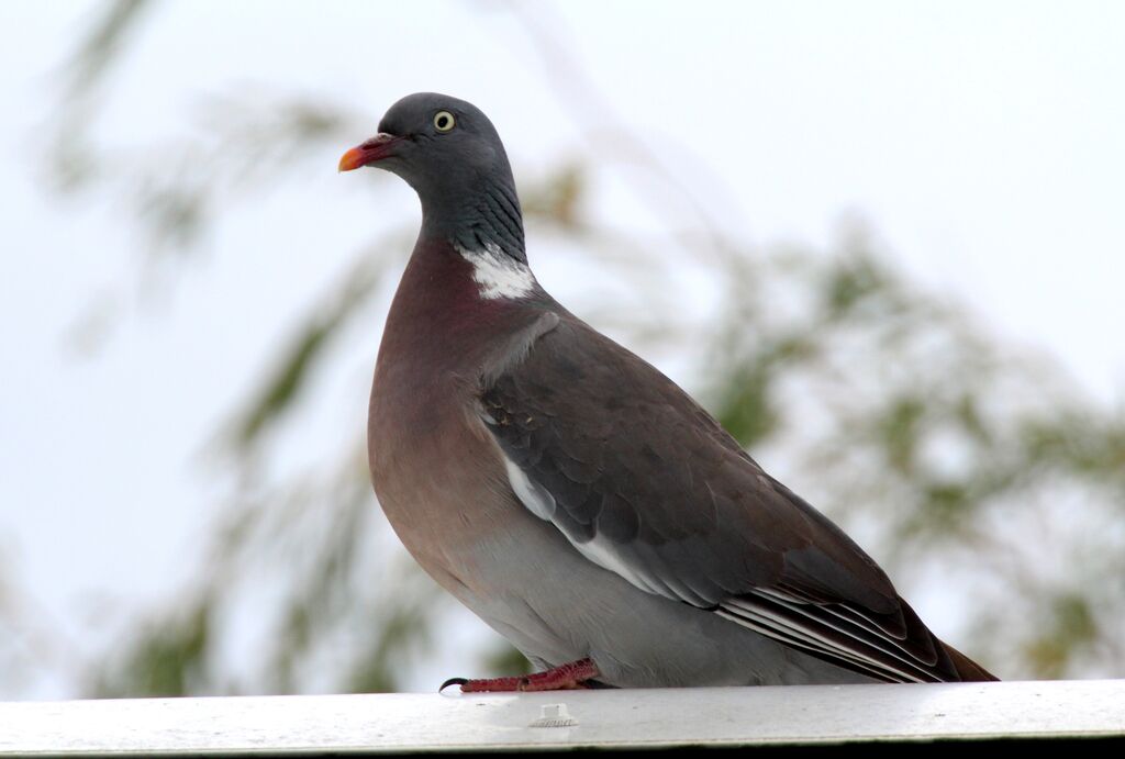 Common Wood Pigeon